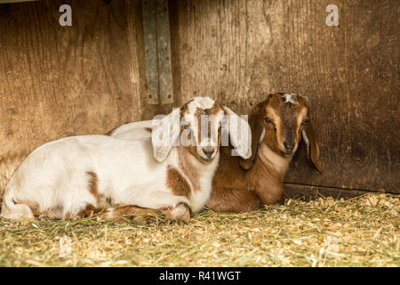 Issaquah, Washington State, USA. 12 jours de l'ancien nubien race mixte et Boer goat kids. (PR) Banque D'Images
