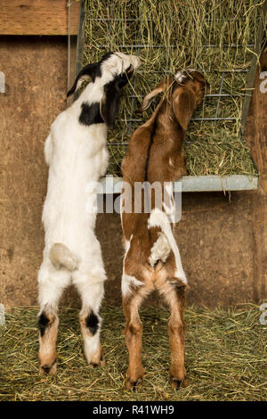 Issaquah, Washington State, USA. 12 jours de l'ancien nubien race mixte et Boer goat kids eating Hay pour la première fois. (PR) Banque D'Images