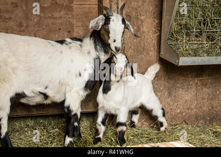 Issaquah, Washington State, USA. 12 jours de l'ancien nubien race mixte et Boer goat kid snuggling avec sa mère. (PR) Banque D'Images