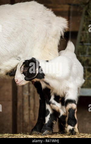 Issaquah, Washington State, USA. 12 jours de l'ancien nubien race mixte et Boer goat kid snuggling avec sa mère. (PR) Banque D'Images