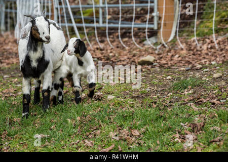 Issaquah, Washington State, USA. 12 jours de l'ancien nubien race mixte chèvre Boer et mère et enfant dans la basse-cour. (PR) Banque D'Images