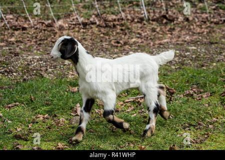 Issaquah, Washington State, USA. 12 jours de l'ancien nubien race mixte et Boer goat kid à la découverte de la basse-cour. (PR) Banque D'Images