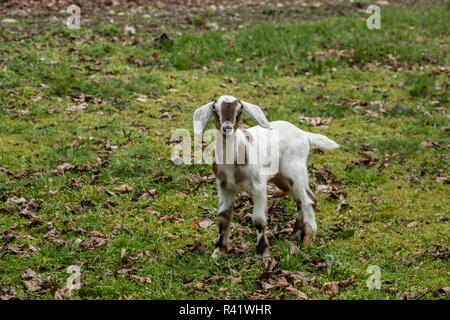 Issaquah, Washington State, USA. 12 jours de l'ancien nubien race mixte et Boer goat kid à la découverte de la basse-cour. (PR) Banque D'Images