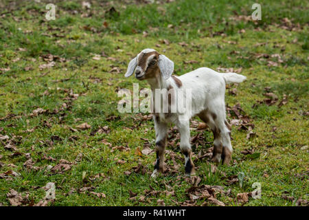 Issaquah, Washington State, USA. 12 jours de l'ancien nubien race mixte et Boer goat kid à la découverte de la basse-cour. (PR) Banque D'Images
