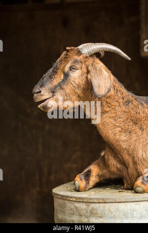 Issaquah, Washington State, USA. Doe adultes race mélangée Nubian chèvre Boer et couchée sur un creux en métal à l'envers à l'extrémité de l'étable. (PR) Banque D'Images