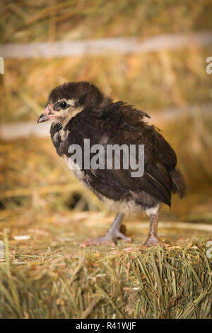 Poussin noir Americana debout sur une balle de foin. (PR) Banque D'Images