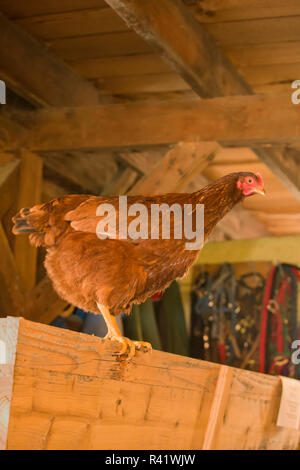 Poule Rhode Island Red en liberté dans une grange. (PR) Banque D'Images