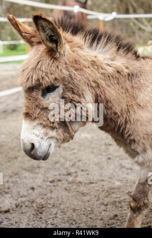 Ville d'automne, l'État de Washington, USA. Portrait d'une Méditerranée Miniature Donkey foal. (PR) Banque D'Images