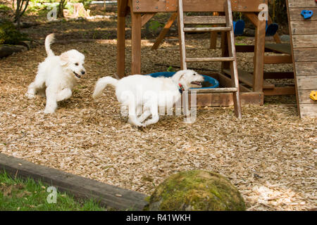Issaquah, Washington State, USA. Cinq mois et neuf mois Goldendoodle Goldendoodle terrier mix tournant autour d'un portique de jeu. (PR) Banque D'Images