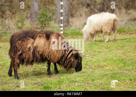 Oeillet, de l'État de Washington, USA. Deux shaggy patrimoine islandais des brebis au pâturage, prêt pour le cisaillement. (PR) Banque D'Images