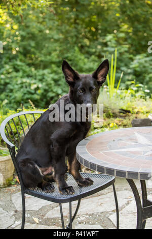 Issaquah, Washington State, USA. Quatre mois vieux chiot Berger Allemand bénéficiant d'assis dans une chaise de patio dans sa cour. (PR) Banque D'Images