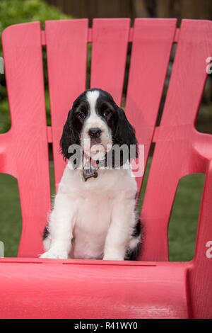 Issaquah, Washington State, USA. Deux mois Springer Spaniel puppy sitting dans une chaise de jardin en plastique rouge. (PR) Banque D'Images