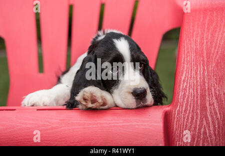 Issaquah, Washington State, USA. Deux mois Springer Spaniel puppy se reposant dans une chaise de jardin en plastique après une session de jeu folâtre. (PR) Banque D'Images