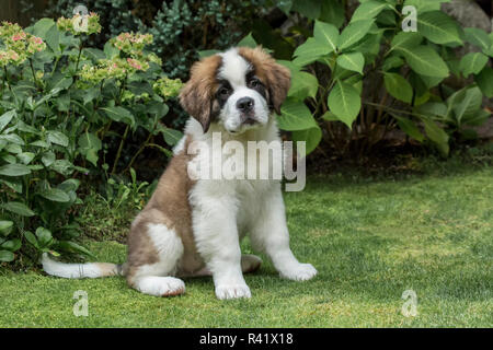 Renton, Washington State, USA. Portrait de trois mois chiot Saint Bernard dans sa cour. (PR) Banque D'Images