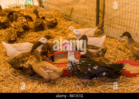 Oeillet, de l'État de Washington, USA. La moscovie, Campbell et de l'alimentation des canards de Pékin canard à l'intérieur de leur logement. (PR) Banque D'Images