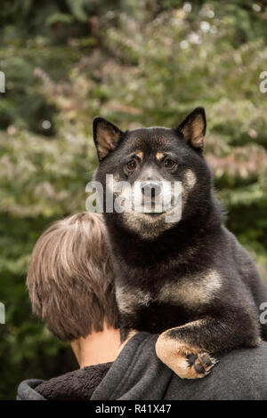 Issaquah, Washington State, USA. Trois ans Shiba Inu chien en cours sur l'épaule par un jeune homme. (PR,MR) Banque D'Images