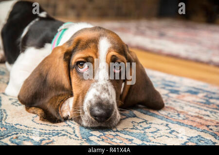 Trois mois Basset puppy à la triste comme elle allongé sur une zone de tapis dans (PR) Banque D'Images