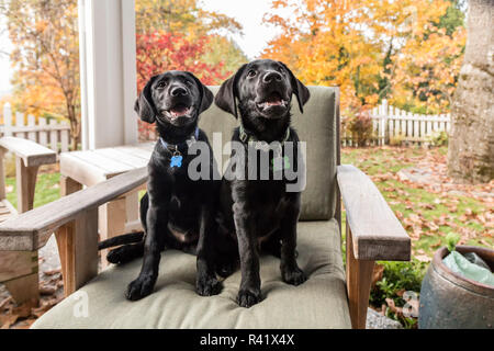 Bellevue, Washington State, USA. Trois mois chiots Labrador noir, posant sur une chaise de patio. (PR) Banque D'Images