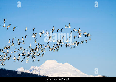 L'État de Washington, USA, Skagit Valley, l'oie des neiges en vol avec un ciel bleu et Mt Baker en arrière-plan Banque D'Images