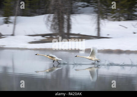 USA, Wyoming, Yellowstone National Park. Paire accouplée de cygnes trompettes décoller d'un lac calme. Banque D'Images