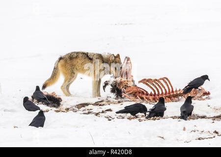 USA, Wyoming, Yellowstone National Park. Le loup se nourrit de carcasses de bison. Banque D'Images