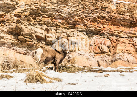 USA, Wyoming, Yellowstone National Park. Mouflons ram et falaise rocheuse. Banque D'Images