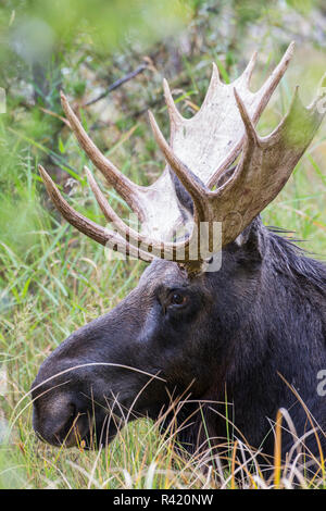 USA, Wyoming, comté de Sublette. Bull Moose couchés dans l'herbe afficher son grand bois. Banque D'Images