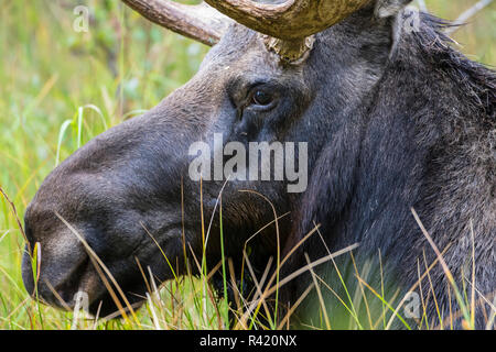 USA, Wyoming, comté de Sublette. Bull Moose au repos dans l'herbe Banque D'Images