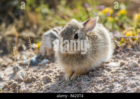 USA, Wyoming, comté de Sublette. Jeune lapin assis au bord de son terrier. Banque D'Images