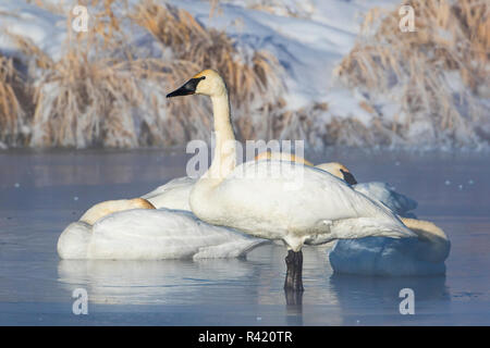 USA, le comté de Sublette (Wyoming). groupe de cygnes trompettes stands et repose sur un étang couvert de glace Banque D'Images