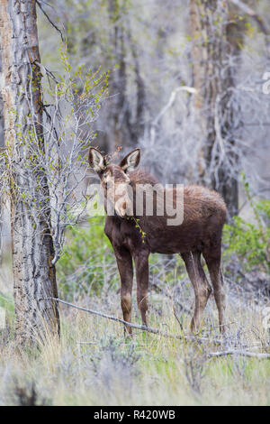 USA, Wyoming, comté de Sublette. Pinedale, orignal yearling nibbles sur un arbre de Cottonwood. Banque D'Images