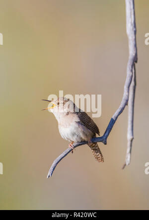 USA, Wyoming, comté de Sublette. Troglodyte familier se percher sur une branche et chante au printemps. Banque D'Images