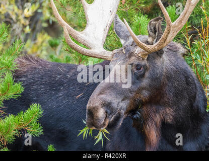 USA, Wyoming, comté de Sublette. Bull Moose se nourrit d'un bush willow Banque D'Images