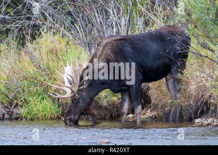 USA, Wyoming, comté de Sublette. Bull Moose obtenir un verre d'eau de la Pine Creek à l'automne Banque D'Images