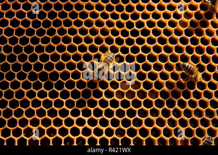 Fonctionne sur nid d'abeilles. Banque D'Images