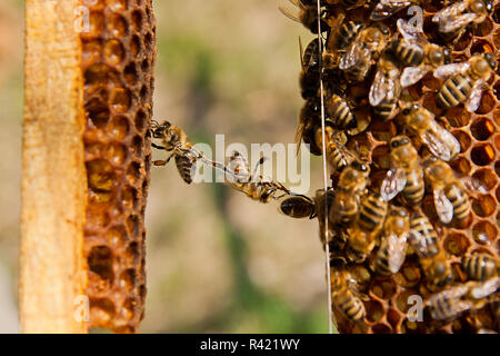 Drôle de situation sur Honeycomb. Banque D'Images