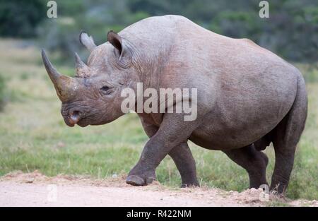 Beau Black Rhino Banque D'Images