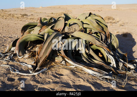 Mirabilis Welwitschia, une plante du désert Banque D'Images