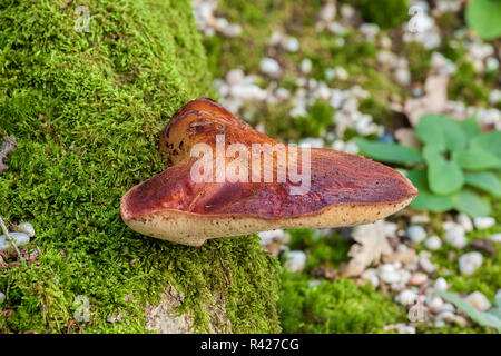 Champignon Beefsteak Banque D'Images