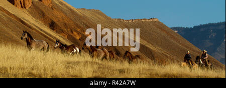 Usa, Wyoming, Shell, la Cachette Ranch, éleveurs de chevaux de conduite à travers les collines (MR, communication) Banque D'Images