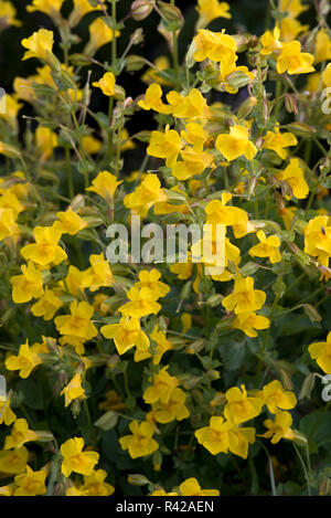 USA, Wyoming. Des grappes de fleurs jaune monkey (Mimulus guttatus) croissant le long de la rivière gris dans la forêt nationale de Bridger Teton. Banque D'Images