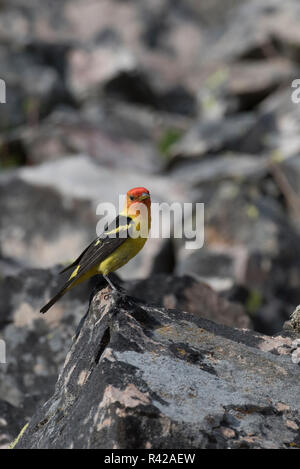 USA, Wyoming. Homme Tangara à tête rouge (Piranga ludoviciana) perché sur des rochers sur un talus près de la rivière Grays, Bridger Teton National Forest. Banque D'Images