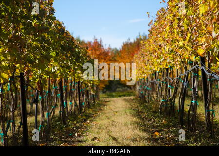 Des rangées de vignes sur des poteaux dans un vignoble avec ciel bleu au-dessus. Banque D'Images