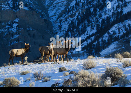 Rocky Mountain les wapitis, Hiver Banque D'Images