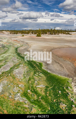 Micro-organismes thermophiles colorés dans un geyser Basin, Parc National de Yellowstone. Banque D'Images