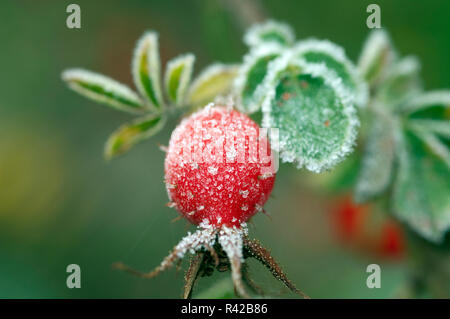 Hagebutten raureif Rauhreif beeren Banque D'Images