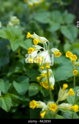 Schluesselblume Primula veris Banque D'Images