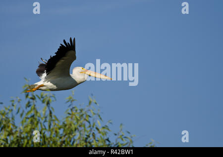 Pélican blanc volant à basse altitude au-dessus le Marais Banque D'Images