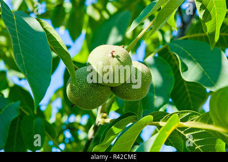 Noix vertes poussent sur l'arbre. Banque D'Images