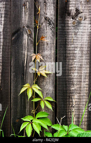 Le raisin sauvage de feuillage sur fond de bois vintage avec copie espace. Banque D'Images